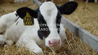Постановочная видеосъемка с коровами #видеоролик #снятьвидеоролик