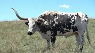 Phipps Land & Cattle Longhorn steer RCALF Auction