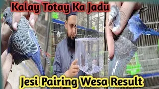 Blackface Budgies | Blackwing Budgies | TRIO working Pair #petsbysbz #birdslover