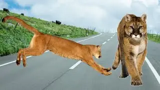 Types of Puma.