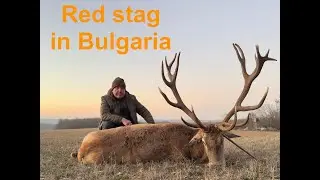 Red stag hunting in Bulgaria/ Cazando ciervo Centroeuropeo en Bulgaria