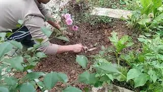 Continuing the Garden Fix Separating Slow -Growing Roses #rosegarden #rosecare #gardening #india