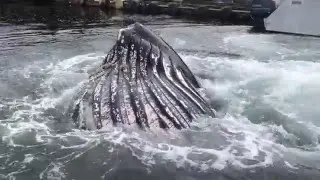 Humpback Whales Bubble Feeding