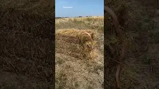 Snake in hay