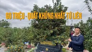 CHẬU QUẤT KHỦNG NHẤT TỨ LIÊN GIÁ THUÊ 40 TRIỆU CẨU VỀ TẬN NHÀ - ĐẠI GIA ĐẶT QUẤT CHƠI TẾT SỚM 2026