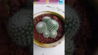 Cactus Plant: Cactus dish garden ideas you can try Part 3