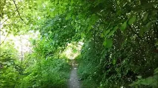 Pedala Jones esplora la Foresta di Pianura di Lodi - Pedala Jones explores the Lodi Plain Forest