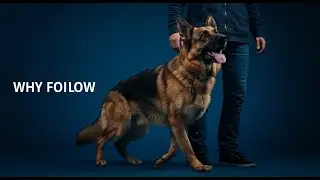 Why Your Dog🐶Follows You Everywhere: The Psychology Revealed || Pet Collective Hub