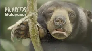 PESONA INDONESIA - HELARCTOS MALAYANUS (BERUANG MADU)