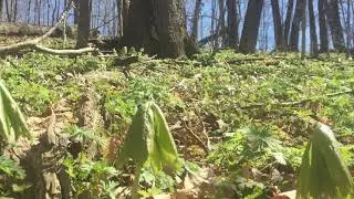 early spring woods and mayflowers