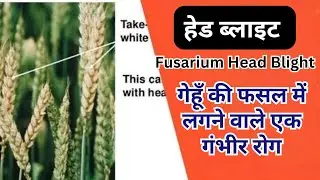 गेहूँ की फसल पर रोग &ndash; हेड ब्लाइट (Fusarium Head Blight / Head Scab)
