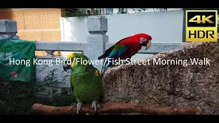 Hong Kong Bird, Flower and Fish Street Morning Walk (4K 60p)