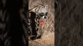African Civet | shocking facts 😱. #shorts #civet