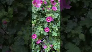 kapmalve  flower  कापमालभिइ फूल