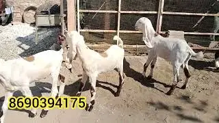 लम्बे चौड़े कान, white eyes, गुलाबी बच्चे, for sale, 8690394175 Osu goat farm पीपाड़ सिटी राजस्थान