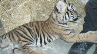 Tiger cub helps bring down accused Albuquerque drug trafficking ring