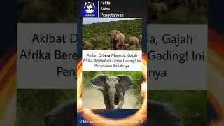 Gajah berevolusi tanpa gading, #gajah #gajahevolusi #gajahmada #gading #ayam #humanoid #dpr #makanan