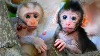 Beautiful baby monkey hugs mother in tree, Wild Monkey Family