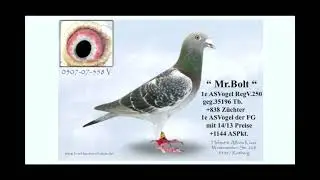 MR BOLT   Alfons Klaas