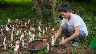 Harvesting Mushrooms After Rain for Cooking | Country Life Food Vlog