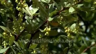 Berberis aristata Barberry flowering in Auli, Uttarakhand
