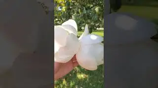 flower asmr #magnolia #southern #asmr #iykyk