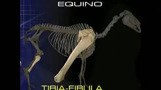 Osteología Comparada del Miembro Pélvico