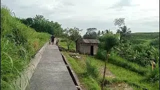 Suasana sore di subak desa sobangan Mengwi Badung Bali 