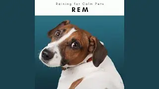 Soothing Mountain Rain Drops Music for Sweet Dog Rest