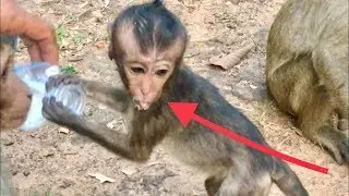 Poor baby monkey Lori drink milk/ bad mother Amari/ pity Lori hungry too much.!!