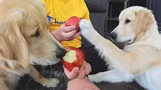 Dogs Taste Testing New Foods! Carrots, Apples & Pickles!
