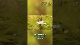 Male vs Female Cannabis Plants: How to Identify and Differentiate Them