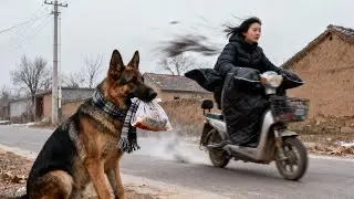 The Dog Is So Well-Behaved; It Waited For Its Owner To Come Home At The Intersection!