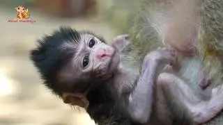 So Cute Polly Baby Monkey - Lori Baby Monkey Visited To Polly Baby Monkey