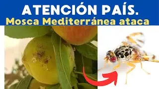 Crisis Agr&iacute;cola: La Lucha Contra la Mosca Mediterr&aacute;nea de la Fruta y Recomendaciones Cruciale