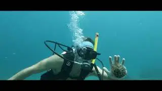 St  Kitts underwater