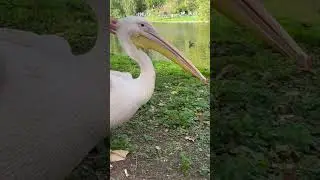 So big and beautiful