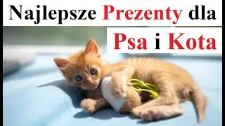 The Best Gifts for Dogs and Cats