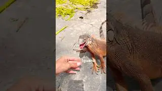 Iguana lovers hati2 dengan gigitan manja nya ya 😁 #iguana #reptiles #kadalpetir #rediguana