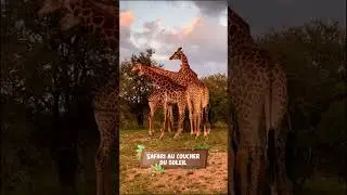 Parc National Kruger 🇿🇦 | Safari, faune sauvage & aventure africaine &eacute;pique