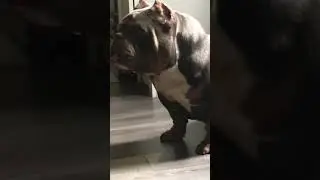 Exotic American bully stud