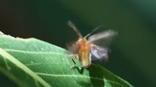 Beetle Bug Fly's Away