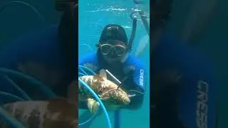 #spearfishing #freediving #aida #aidainternational #alexandria #  صيد_الرمح_فى_مصر #صيد