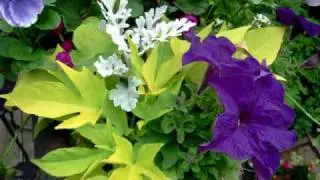GARDEN ESCAPES: by Tu Bloom