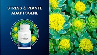 Rhodiola Rosea : L’Adaptogène Naturel pour Réduire le Stress