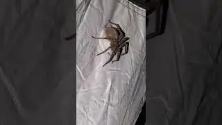 Female Wolf spider building egg sac.
