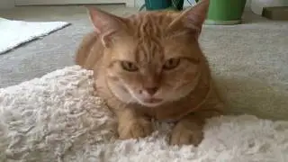 Poppins The Cat Kneading Her Bed Before Sleep