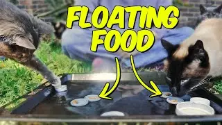 Epic Water Challenge: Can My Siamese Cat Conquer the Splash?