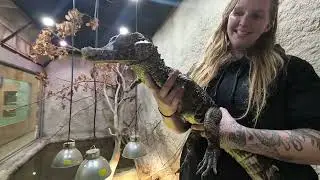Retics, Crocs & Armadillo at Little Ray's