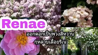 Renae thornless claimbing rose ปลูกกุหลาบเลื้อยรีเน ใช้ดินอะไร ปลูกแบบไหน บอกวิธีดูแลดอกไม้จีนที่โรย